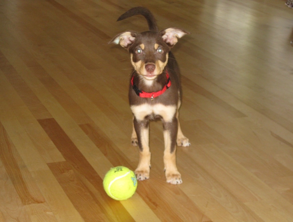 Tennis ball and Quinn