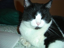 Bootsie