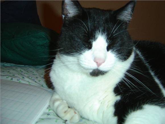 Bootsie