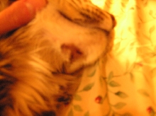 Crash's chin again
