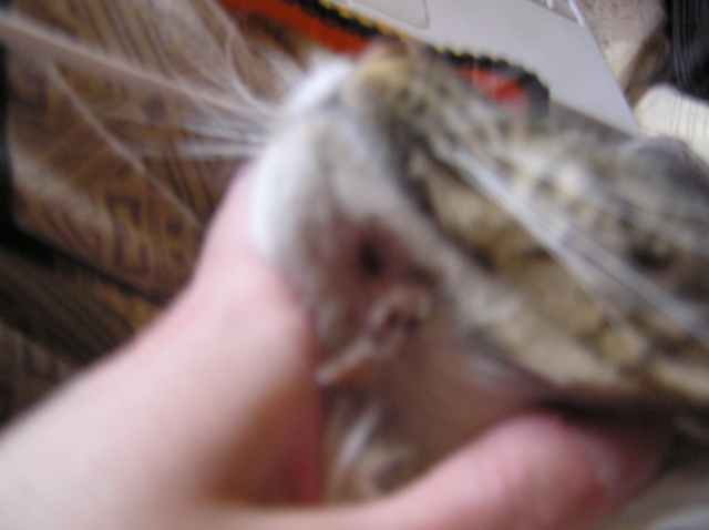 Crash's Chin