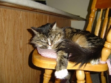 Crash Chair