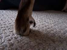 DewClaw