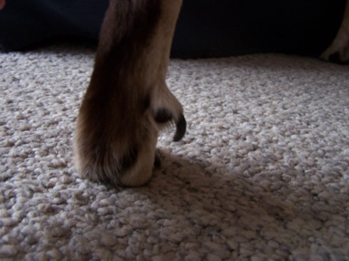 DewClaw