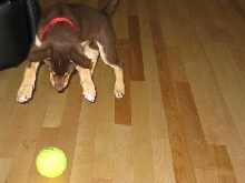 Flying Quinn