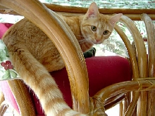 Sunroom Gabby