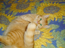 Gab's Tail