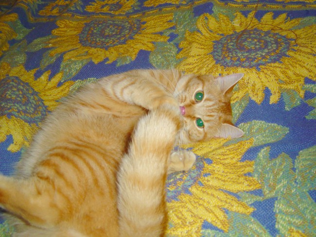 Gab's Tail