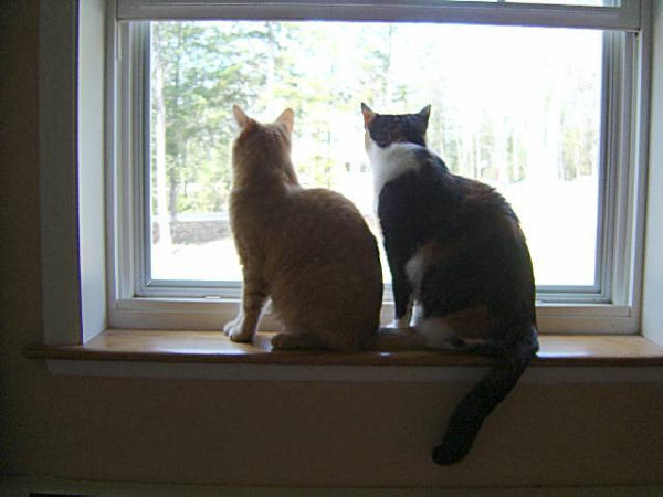 Window