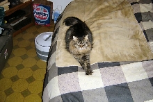 Moxie1