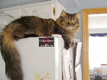 MoxieFridge