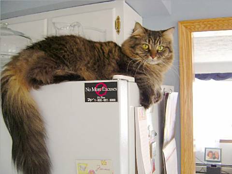 MoxieFridge