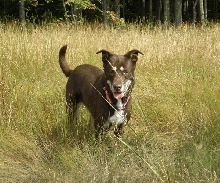 Mya in Marsh