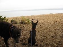 Looking at the Lake