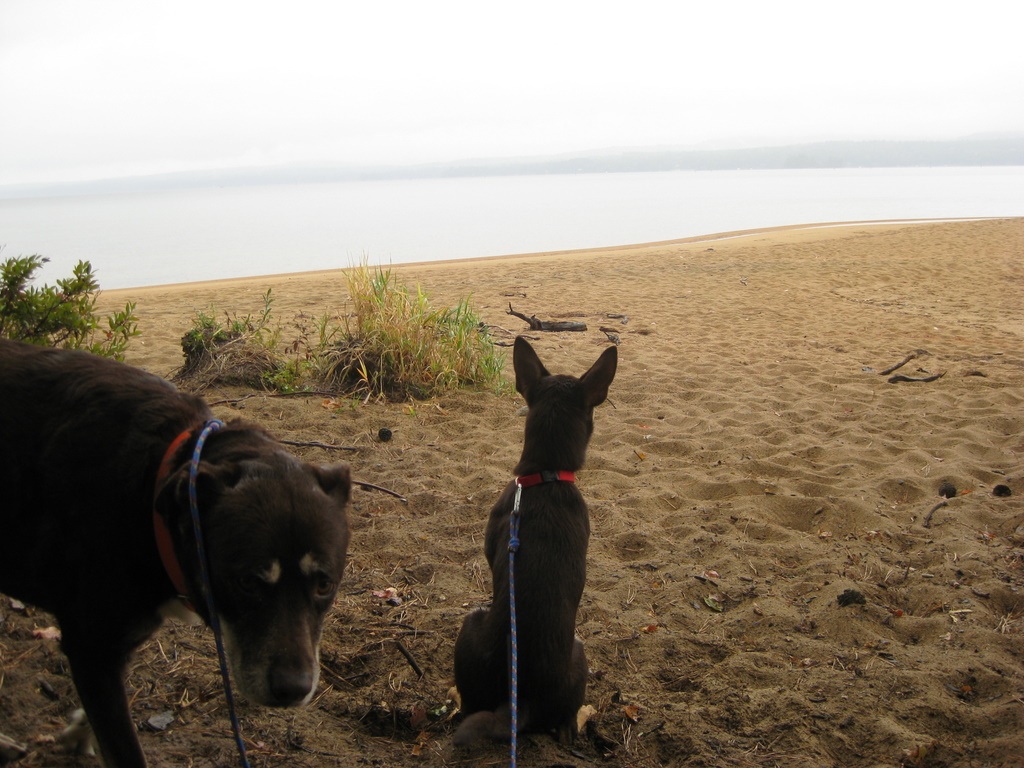 Looking at the Lake