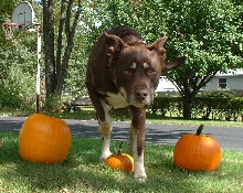 PumpkinMya