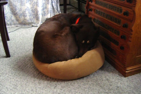 Mya Catbed