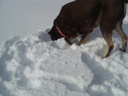 Mya Snow