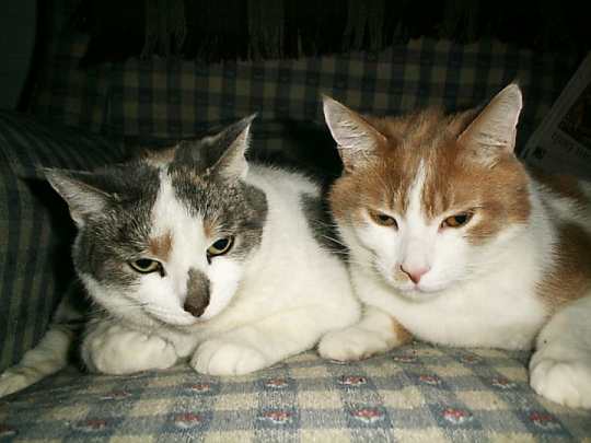 Patches Buddy