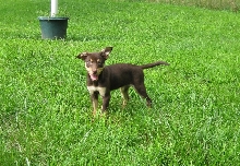 Puppy in Grass