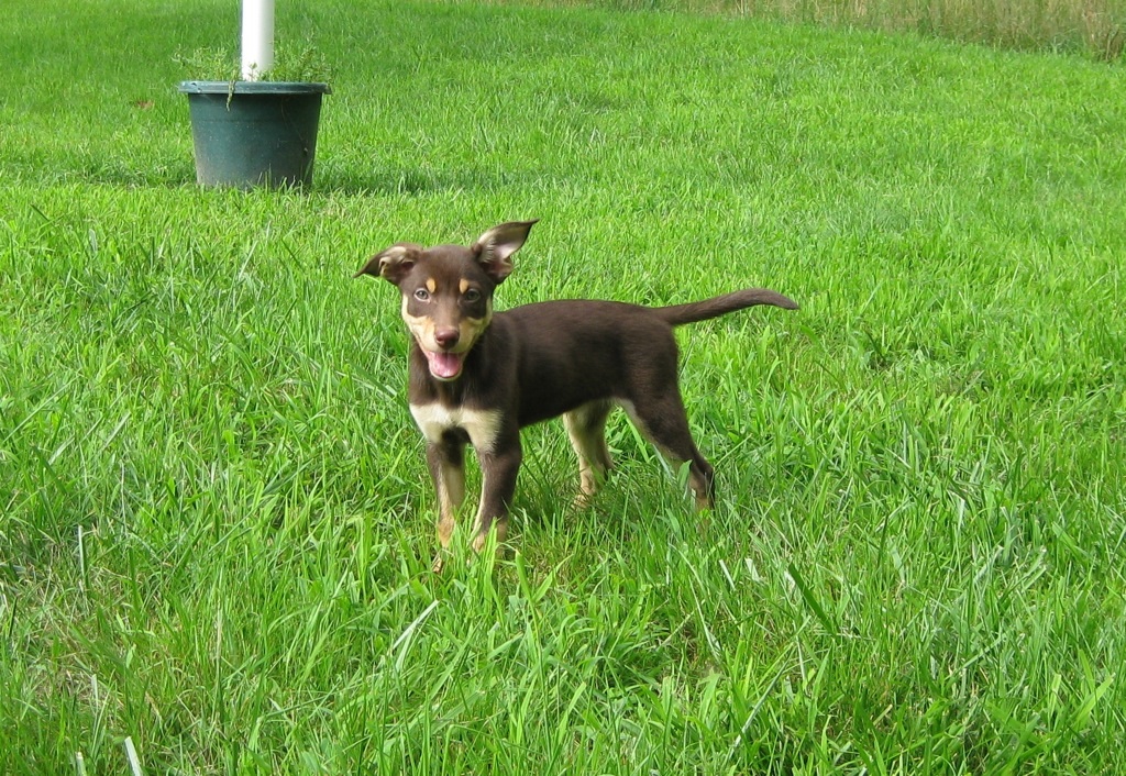 Puppy in Grass