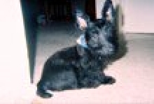 Little Dog