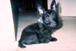 Little Dog