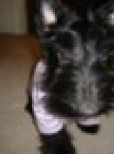 little dog 2