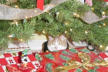 Buddy under the tree