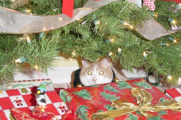 Buddy under the tree