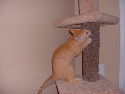 Gabby on Tree