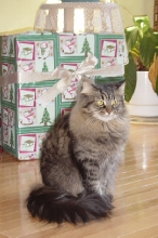 Moxie Present