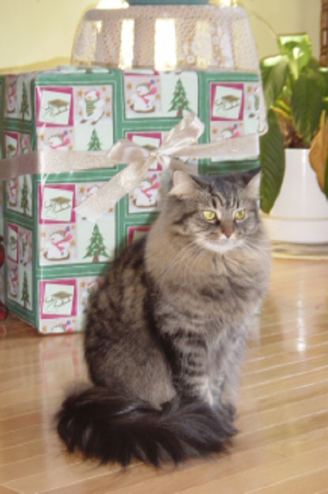 Moxie Present