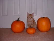 Pumpkin Kitty