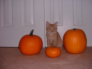 Pumpkin Kitty