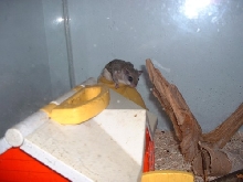 Flying Squirrel
