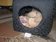 Gabby Yawning