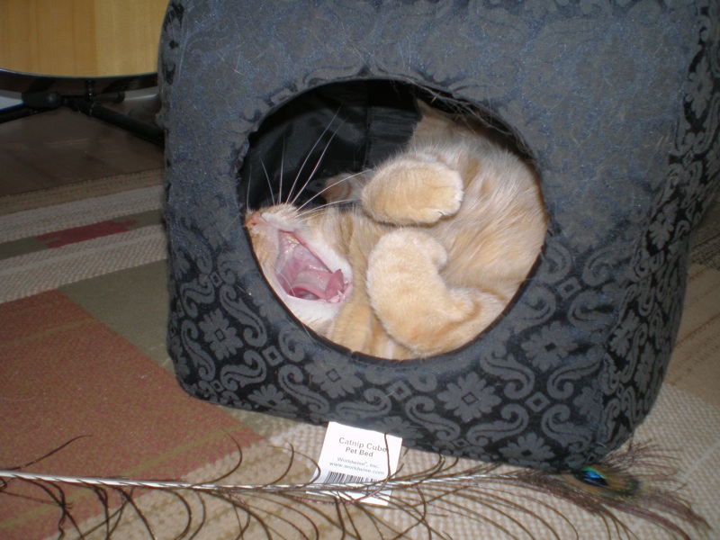 Gabby Yawning