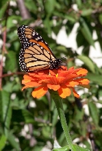 Zinnia and Monarch