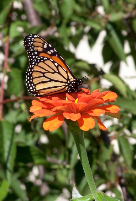 Zinnia and Monarch
