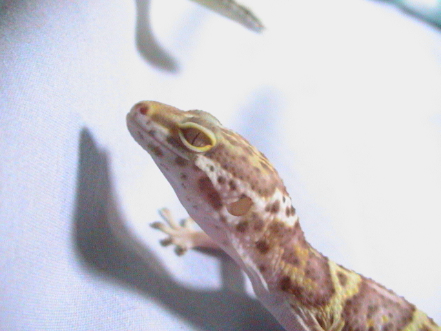 Belli