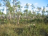 glades