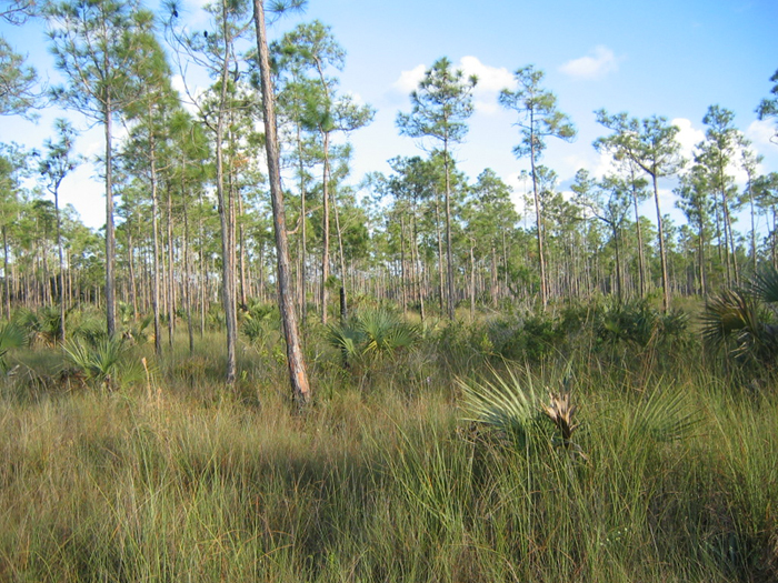glades