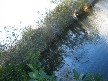 anhinga