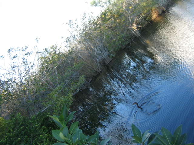 anhinga