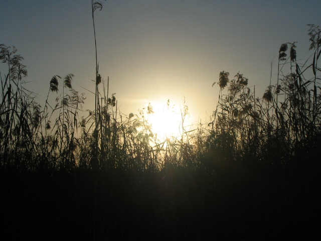 sun