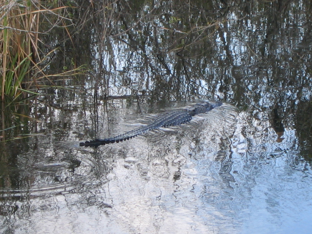 gator swim
