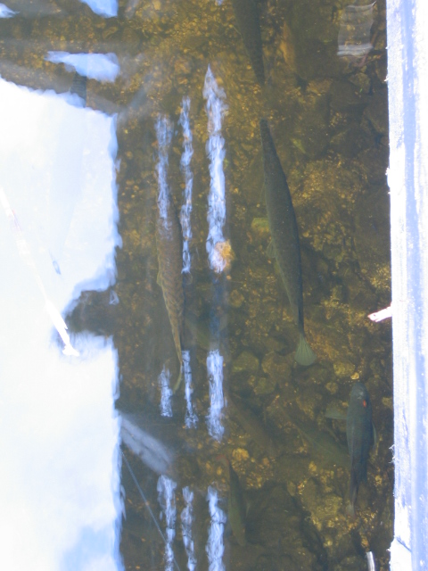 gar