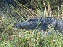 gatorsmile