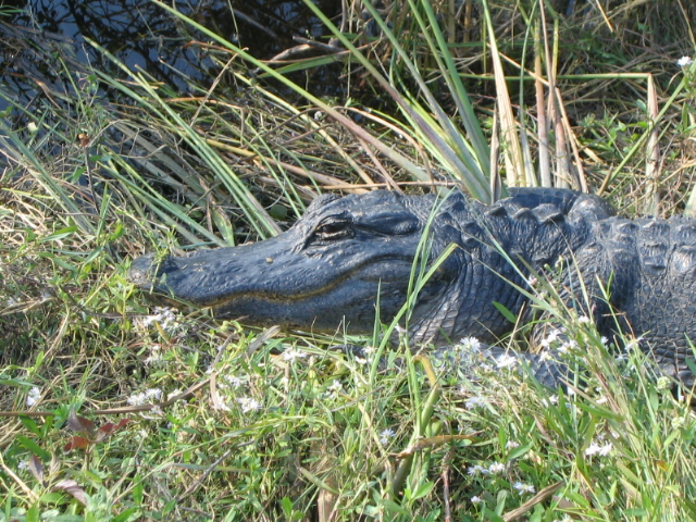 gatorsmile